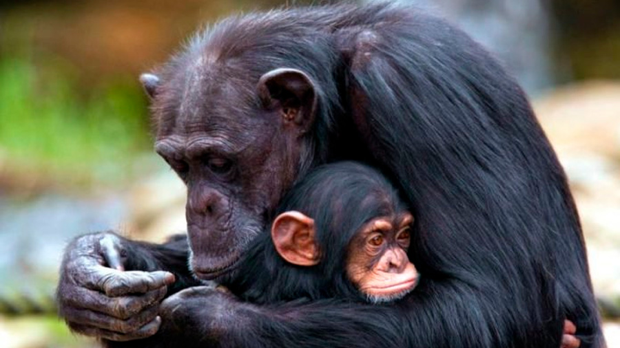 Las hembras de chimpancés saben qué machos pueden matar a sus crías