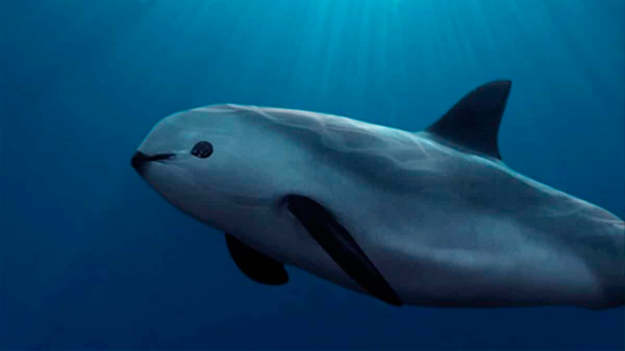 Descubren científicos 6 vaquitas marinas con crías en Golfo de California