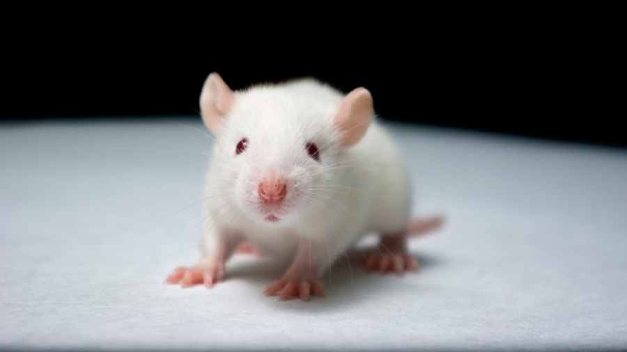 Logran revertir una discapacidad sensorial en ratones con autismo