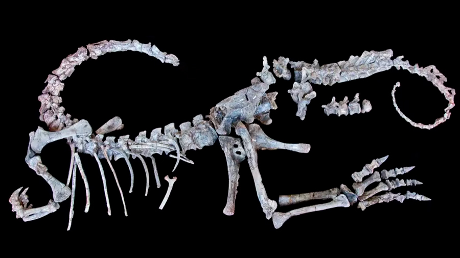 El secreto del enorme tamaño de los dinosaurios, resuelto gracias a un nuevo fósil