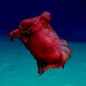 Conoce al monstruo del 'pollo sin cabeza', misteriosa criatura del mar profundo