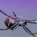Resuelto el misterio de la seda como el acero de la araña viuda negra