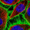 Científicos descubren un nuevo tipo de estructura celular en tejidos humanos