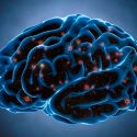 Científico advierte que si el cerebro generase nuevas neuronas, se perderían otros recuerdos en el proceso