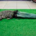 Cocodrilo recupera su cola por medio de la impresión 3D