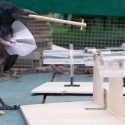Una especie de cuervo inventa herramientas con varias piezas