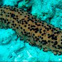Pepino de mar, el ‘oro negro’ marino de México, al borde de la extinción