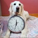 Estudio: los perros saben exactamente qué hora es