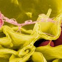 Descubren cómo una bacteria ‘ninja’ engaña al sistema inmune y evitar que éste la combata