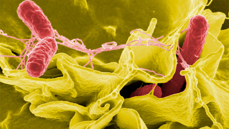 Descubren cómo una bacteria ‘ninja’ engaña al sistema inmune y evitar que éste la combata