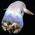 Una misión científica logra grabar a un misterioso pulpo en el océano profundo