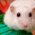 Descubren que lágrimas de ratones bebé pueden servir como control natural de plaga