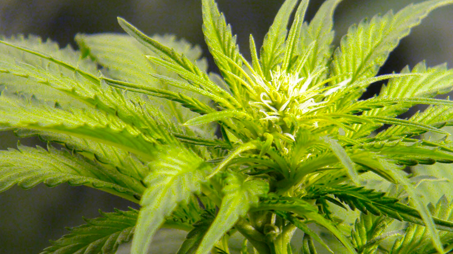 Descubren planta más efectiva que la cannabis como medicamento