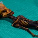 Once historias de terror verificadas por la ciencia