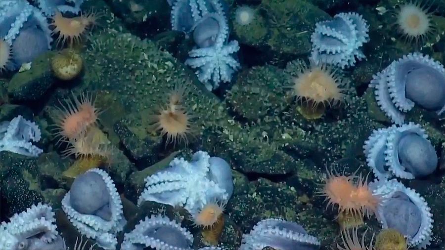 Descubren millar de pulpos protegiendo sus huevos en las profundidades del mar de California