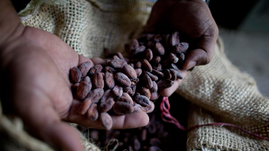 Descubierta la cuna del chocolate en el Amazonas: 1,500 años antes de lo que se creía