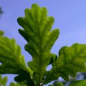 Un tercio de las plantas no son preservables en bancos de semillas