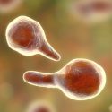 Descubren el método de una bacteria de transmisión sexual para adherirse a células humanas