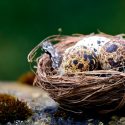 Científicos descubren que los dinosaurios ponían huevos con colores, manchas y puntos