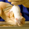 Hallan método que reduce el 'uso' de animales en laboratorio