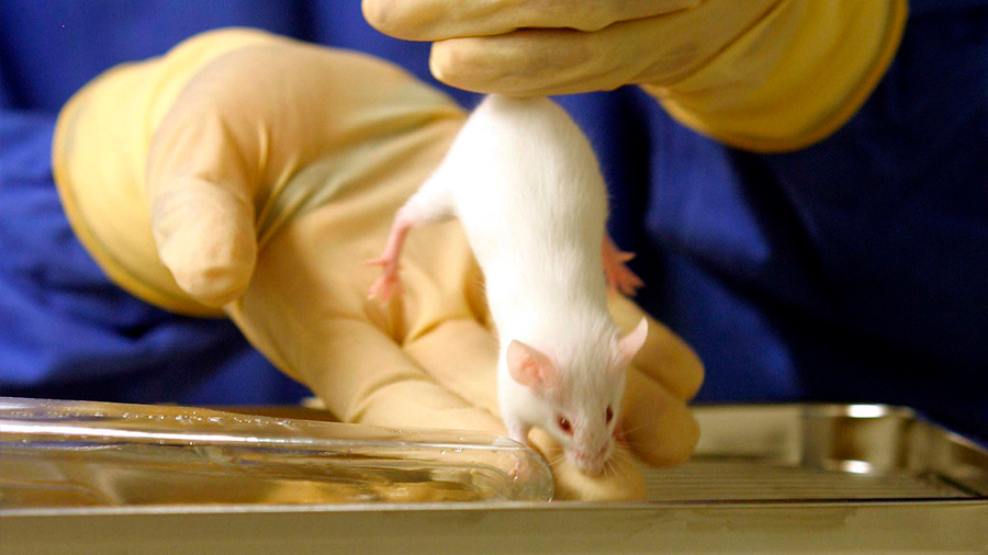 Hallan método que reduce el 'uso' de animales en laboratorio