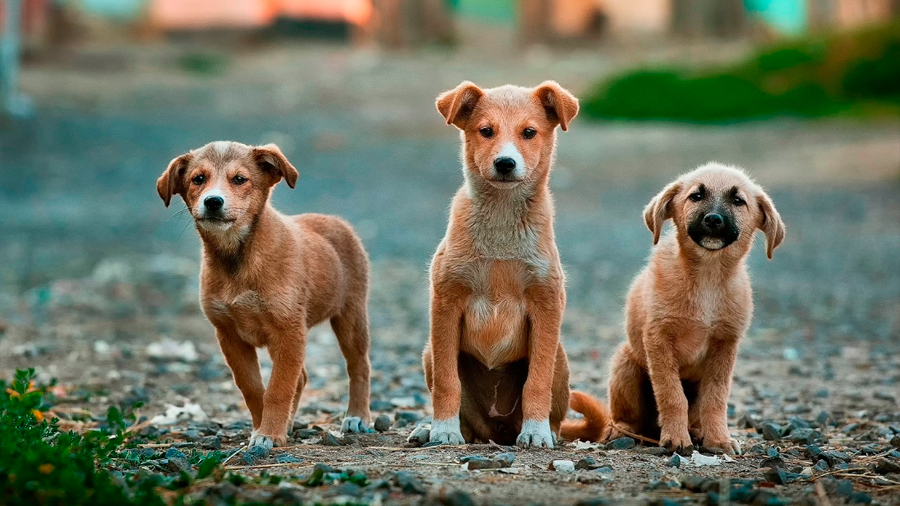 Lexi, Sally y Freya: tres perritos entrenados para olfatear la malaria