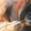 Los orangutanes son capaces de fabricar anzuelos para conseguir comida