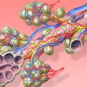 Investiga científica mexicana en Alemania vías de regeneración de tejido pulmonar y obtiene reconocimientos internacionales