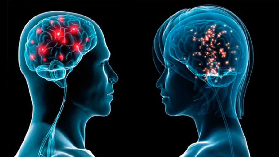 El cerebro masculino y el femenino sí son diferentes