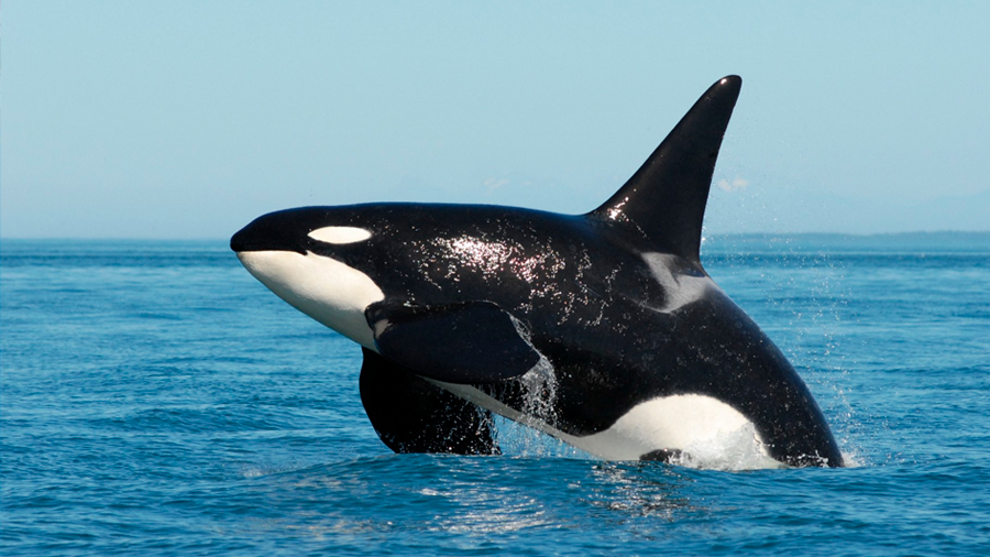 Las ballenas asesinas comparten rasgos de personalidad con los humanos