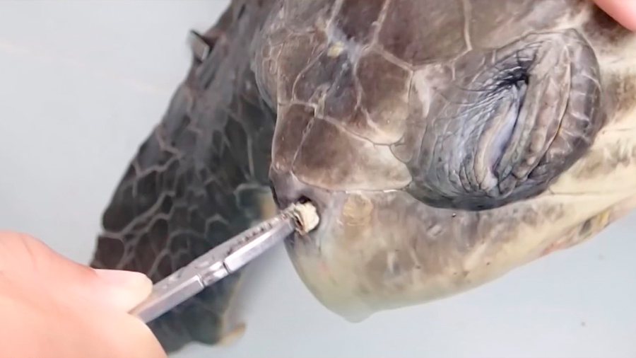 Lo que aprendió la bióloga que le sacó la pajita a una tortuga en un vídeo viral