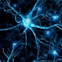 Logran reproducir in vitro funciones cerebrales complejas