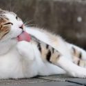 Desentrañan como logran asearse los gatos con cada lengüetazo