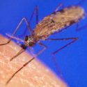 La lucha contra la malaria está "en punto muerto", según la OMS