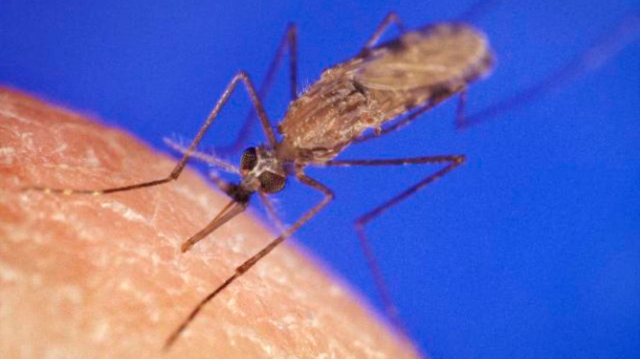 La lucha contra la malaria está "en punto muerto", según la OMS
