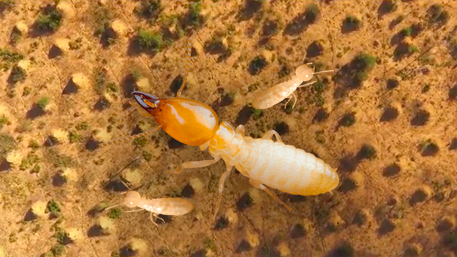 Se descubre que las termitas ocupan en Brasil un área del tamaño de Gran Bretaña