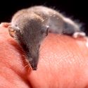 Científicos rusos descubren al mamífero más pequeño del mundo: pesa 1.7 gramos