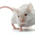 Crean una 'nariz robótica' artificial a partir de células vivas de ratón
