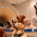 Los perros muestran signos de habilidades metacognitivas