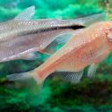 Los secretos de tetra, el pez mexicano que se repara su propio corazón (y lo que puede enseñar a la ciencia)