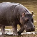 El clima, no los ancestros humanos, aniquiló la megafauna africana