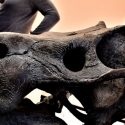 Descubren científicos restos de herbívoro gigante con rasgos reptilianos