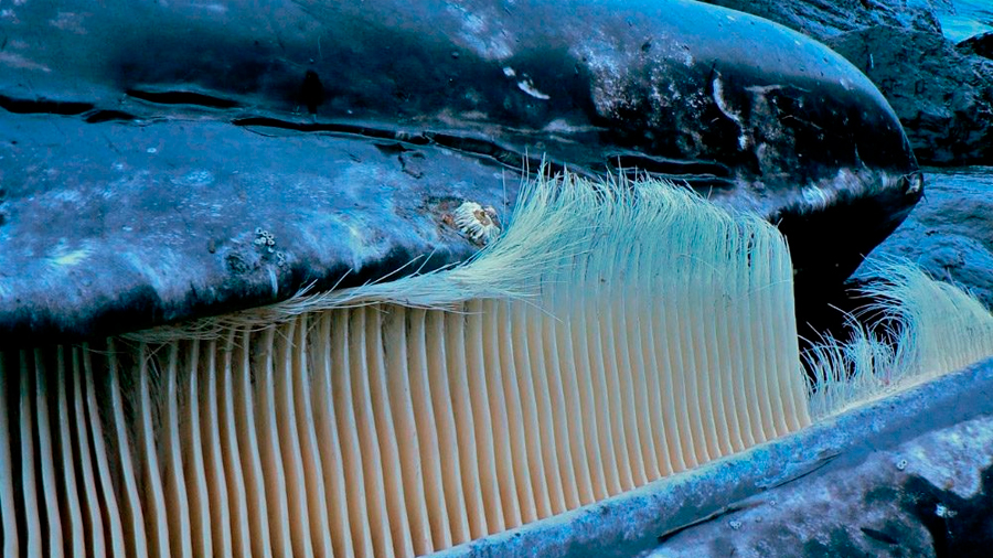 Desvelado el secreto de la resistencia de las barbas de ballena y potencia crear materiales avanzados
