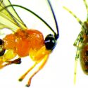 Anelosimus eximius