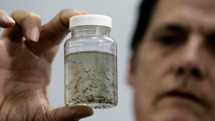 Prueban con éxito en ratones una vacuna contra el Zika