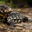 Secuencian el genoma de un llamativo reptil que es casi de sangre caliente