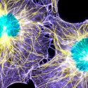 Crean microscopio molecular que escudriña en el interior de las células o de una sola
