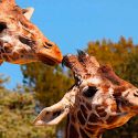 A las jirafas les gusta comer con amigos, como a los humanos