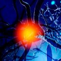Biólogos descubren un distintivo inusual del envejecimiento en las neuronas