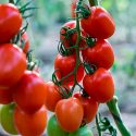 Desarrollan nanopartículas de algas para proteger al tomate de cáncer bacteriano